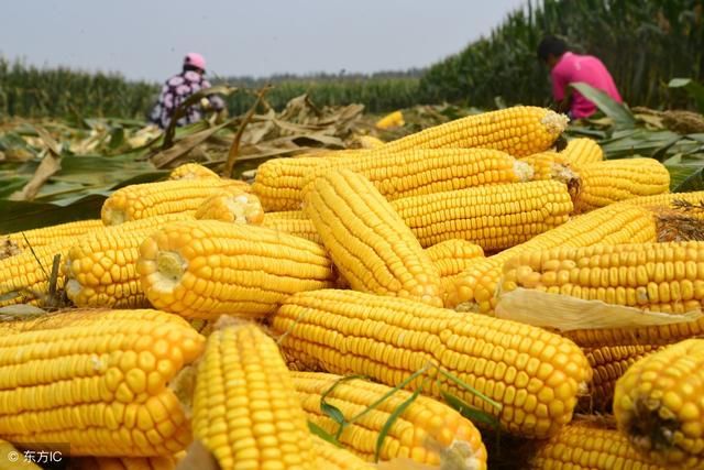 今日玉米多少钱一斤?各地最新收购价格行情汇