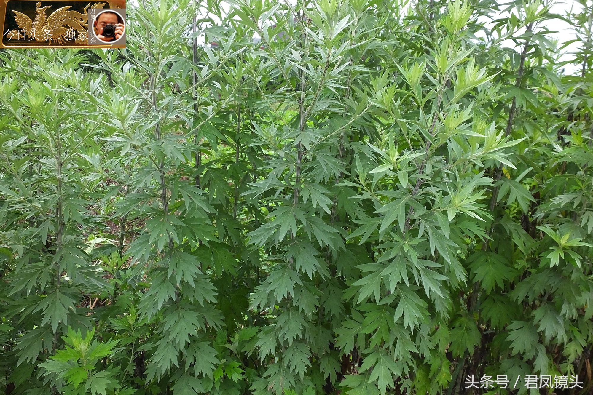 湖北宜昌:乡村路边长满艾蒿,农民不打除草剂!端