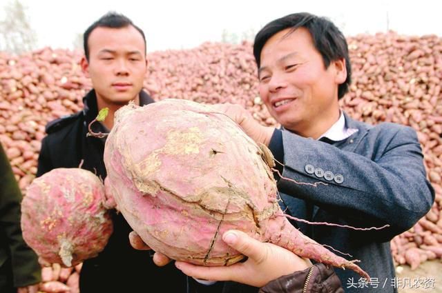 农村一亩花生800斤,红薯一亩上万斤,你觉得种