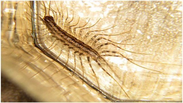 为什么家里进了这种虫,千万不要打?答案并没你想的那么简单