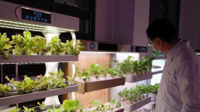 中国技术如何助力卡塔尔“种菜”? 中国技术如何助力卡塔尔“种菜”?