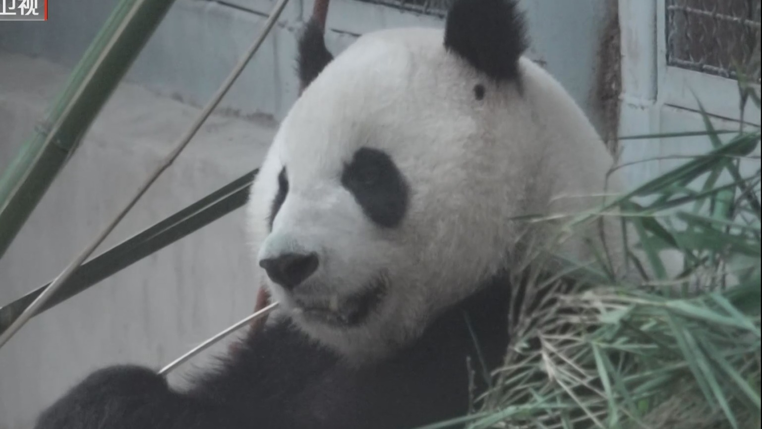 北京动物园采取系列措施严控熊猫馆直播现象