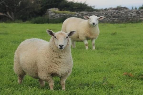 农村养羊有补贴吗?补贴政策如何?2018年养羊