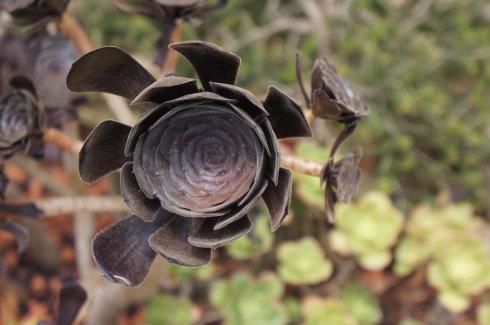 黑、黑、黑,盘点世界珍品黑色花卉