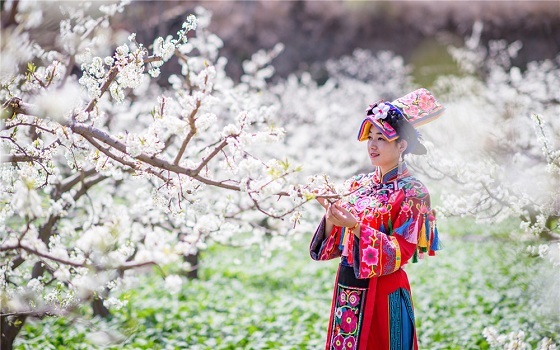 8、李花姑娘 摄影 谢明华.jpg