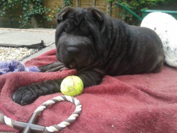 但是现在，机构的领养问题也开始变的严重，这些可怜的沙皮狗在得到救治后，没有人愿意主动领养并照顾它们，Gina呼吁有爱心的公众们能够通过领养，让这些宠物狗们重新开始新的生活。