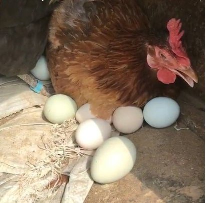 农民养瓜果蔬菜鸡,一斤卖50元,赚几十万