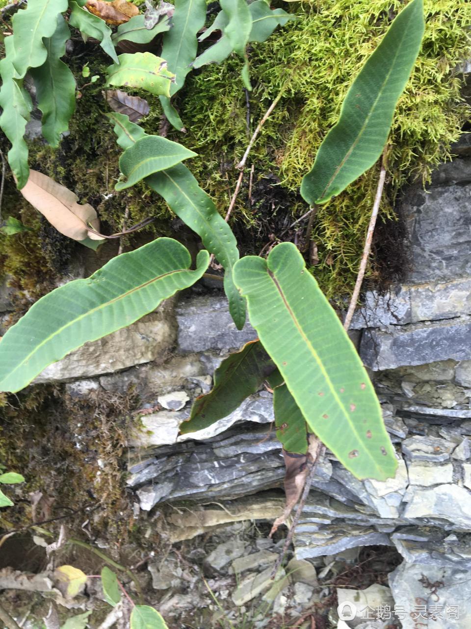 石头缝里长出的像牛舌头的野草,居然有这么多药效!