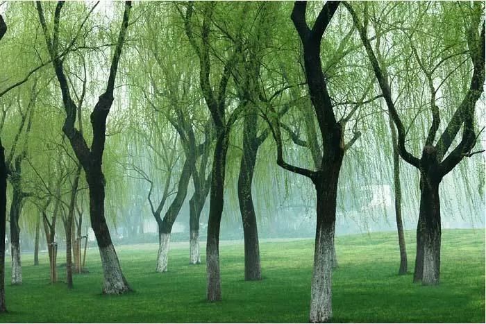 又到杨柳絮纷飞时!合肥杨树将全部伐除?为何种