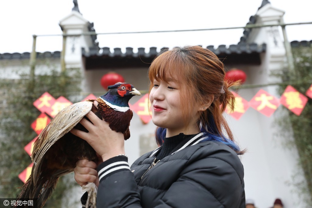 美女抱土鸡走台步 安徽安庆农村办土鸡选美大赛