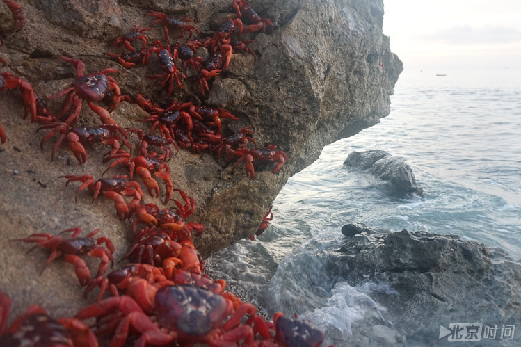 有爱！澳大利亚岛民花招百出 保护圣诞岛红蟹大迁徙