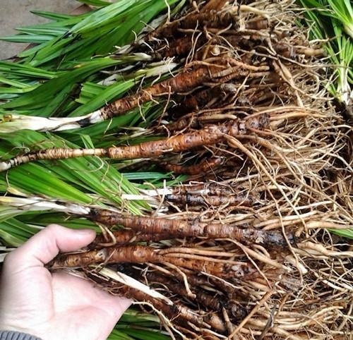 仙茅有着补肾助阳,益精血,强筋骨和行血消肿的作用,它的药效威力十分