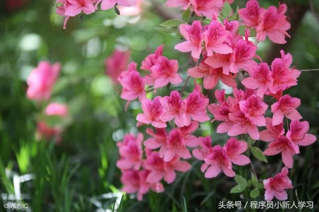 vue中使用axios以及mock进行ajax请求数据模拟