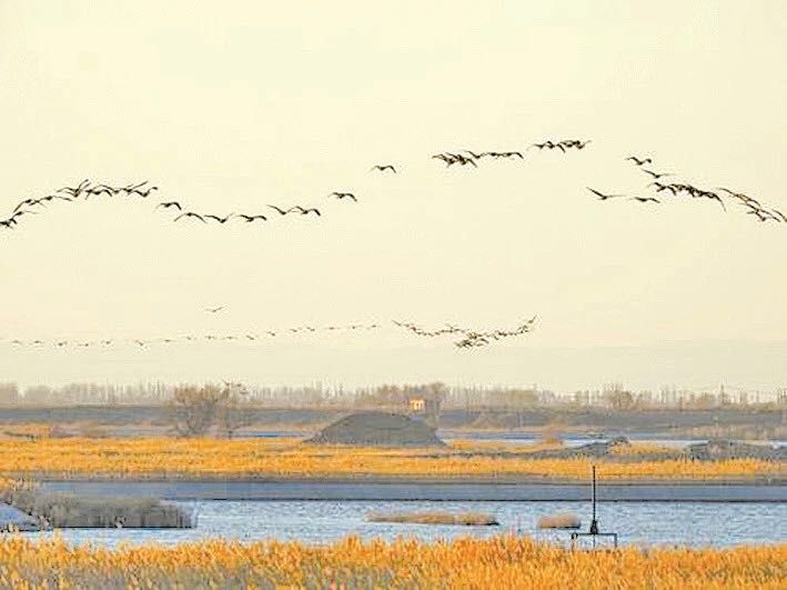 会背蒹葭苍苍,白露为霜,但他见过霜吗?国庆假