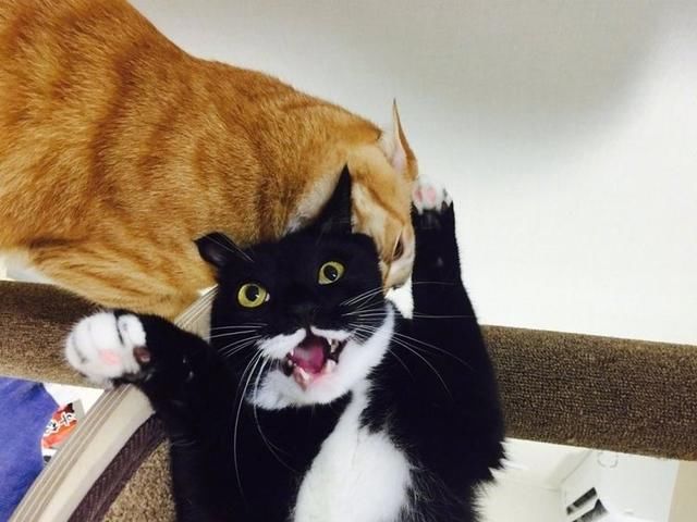 猫咪的内衣_性感情趣内衣猫咪套装(3)