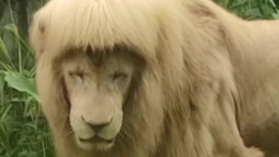 谁干的!动物园的狮子被剪了齐刘海儿? 谁干的!动物园的狮子被剪了齐刘海儿?