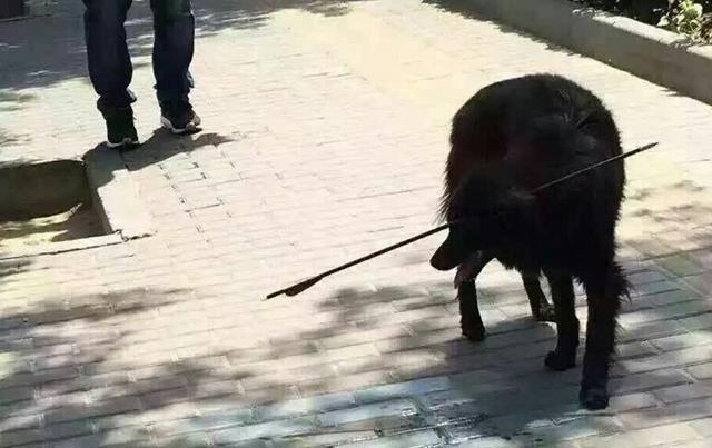 流浪狗脑袋上多了根细管子,走近一看路人破口大骂!