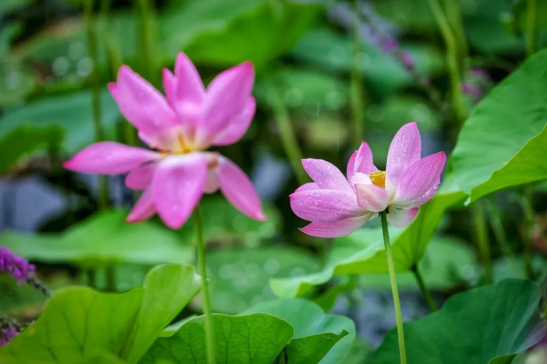 龙潭西湖“夏雨荷”，凭美貌出圈！_北京时间