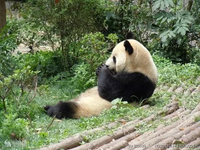 五一去成都熊猫基地和成都武侯祠的游玩攻略