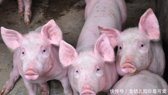 现在生猪价格多少钱一斤?2018年各地生猪涨跌