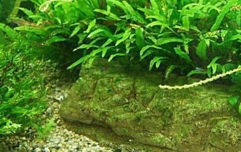 养殖龙虾的池塘种什么水草植物好?