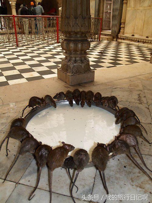 直击印度不可思议的7个瞬间,看完以后你肯定吃不下饭了!