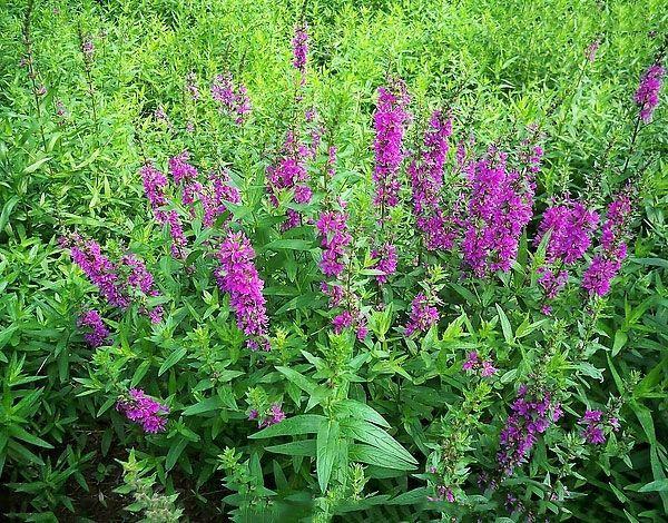 分类 信息 千屈菜又称水枝柳,水柳,对叶莲.千屈菜科千屈菜属.