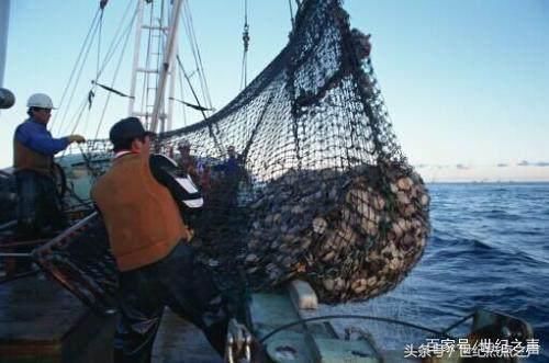 利欲熏心!日本人捕杀鲸鱼,连国际都管不了?!