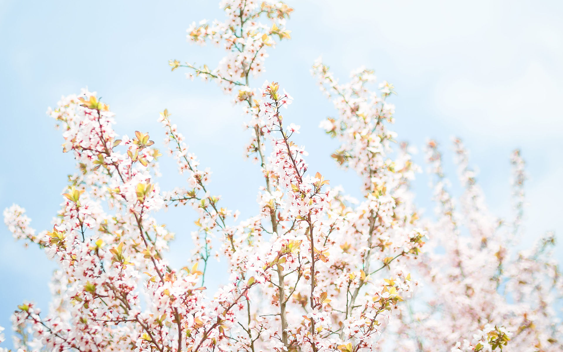 花见的季节,好看的唯美樱花高清桌面壁纸