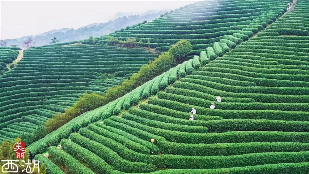 杭州龙坞上空出现一支无人机编队 这是要干嘛