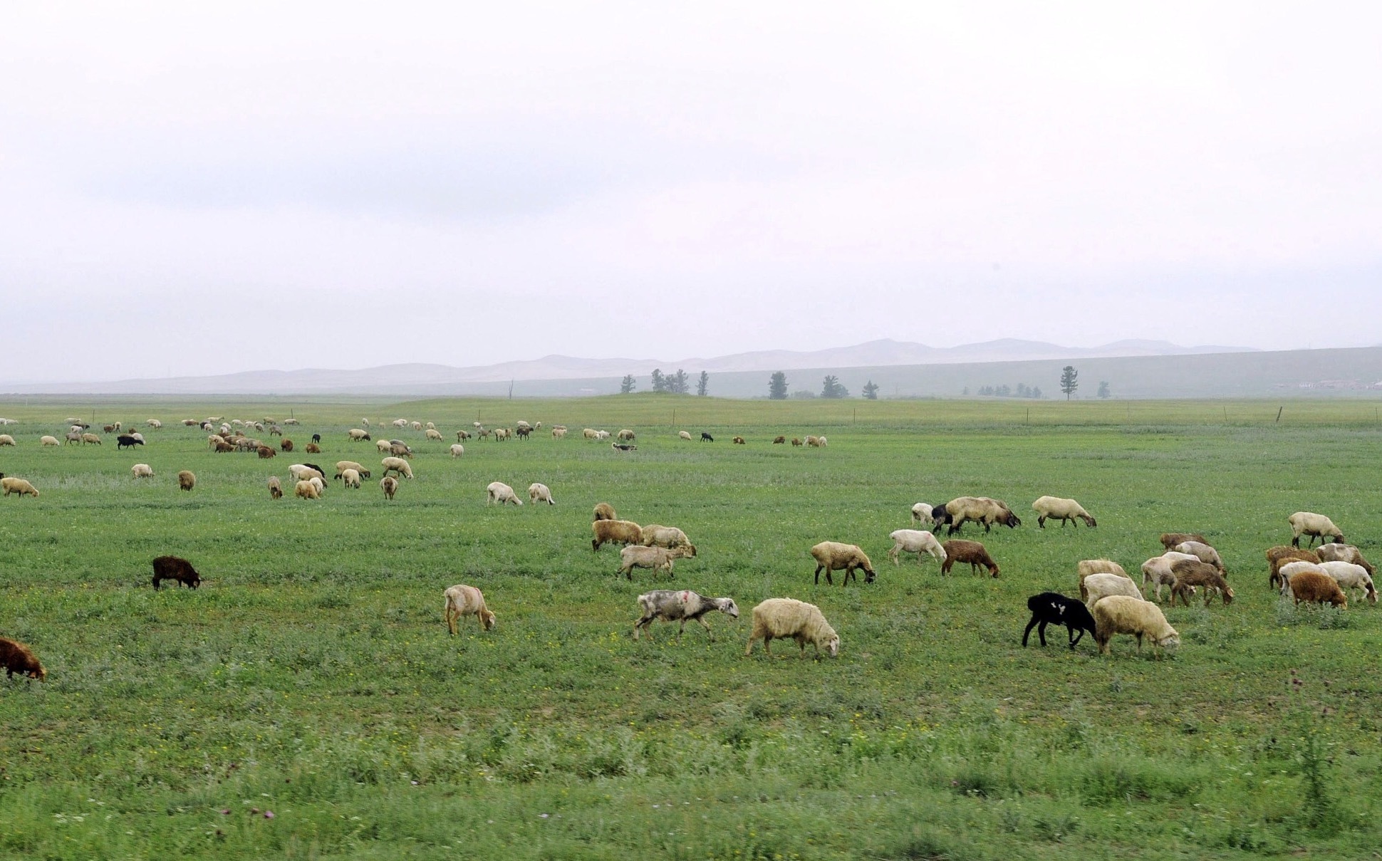 独家直击!草原羊进入加工厂的分解全过程 独家直击!草原羊进入加工厂的分解全过程