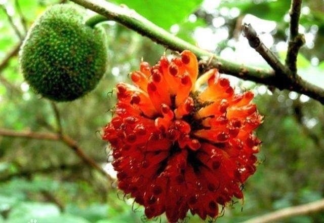 巴西壮阳植物图片