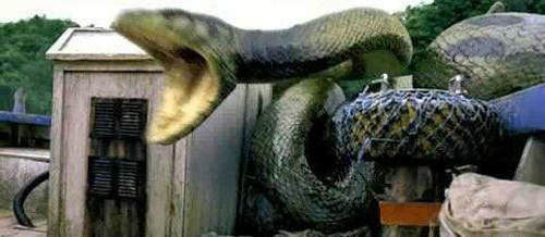 桂平挖蛇事件是真的吗?17米大蛇吓死司机