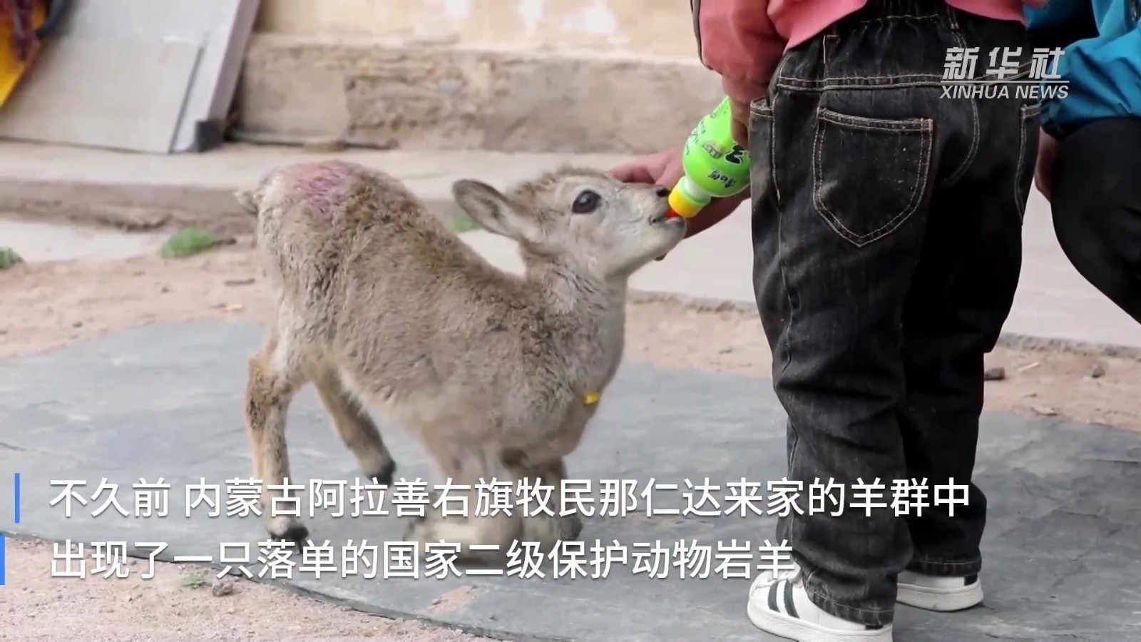 太萌了！落单小岩羊混入羊群到牧民家喝奶