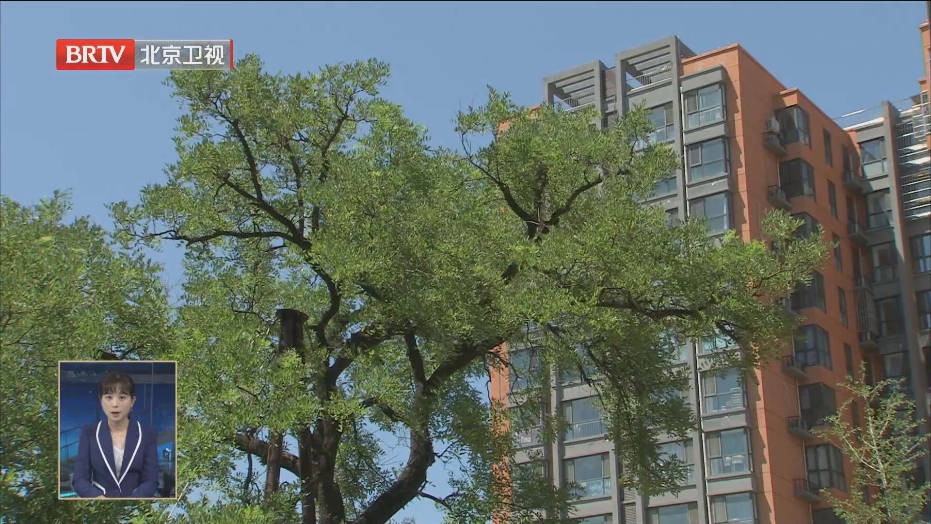 北京首个“古树校园”在房山区落成 年内将建成20处古树保护示范区