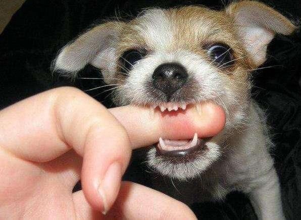 网友捡到一只流浪古牧,本以为满足了梦想,可半