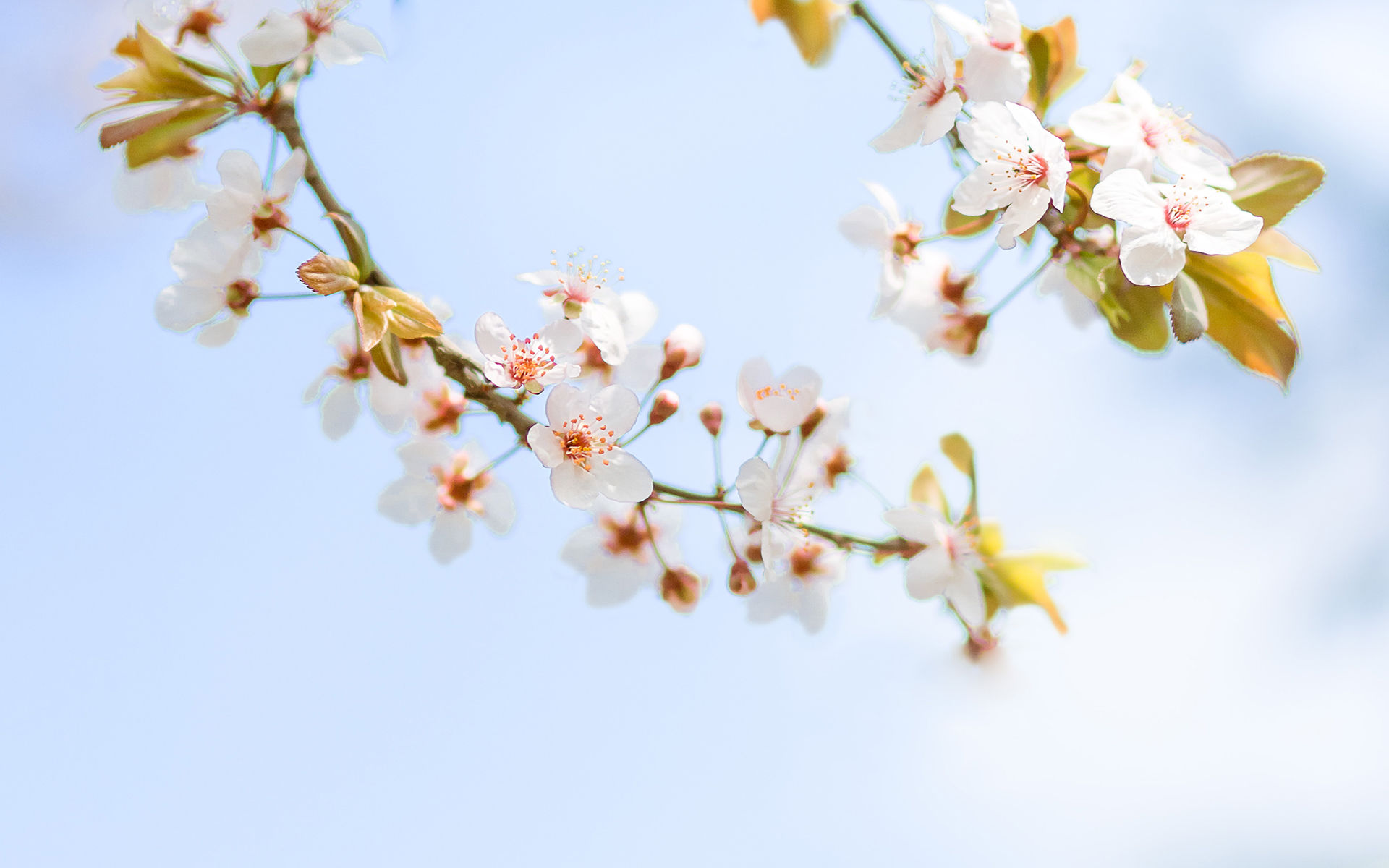 花见的季节,好看的唯美樱花高清桌面壁纸