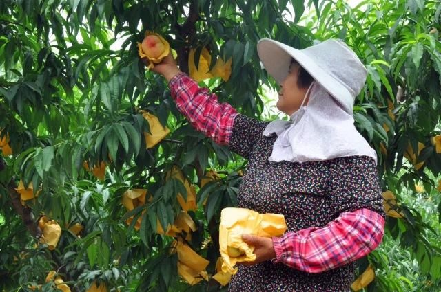 广东阳山是中国水蜜桃之乡?这里的桃子汁最多