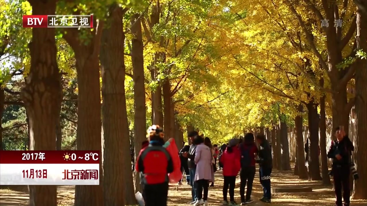 北京推迟清扫林地草坪 自然落叶挽留深秋美景 北京推迟清扫林地草坪 自然落叶挽留深秋美景