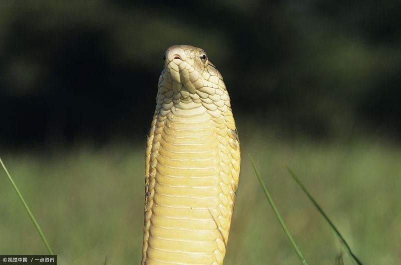 1977年属什么生肖呢?他的财运如何呢?