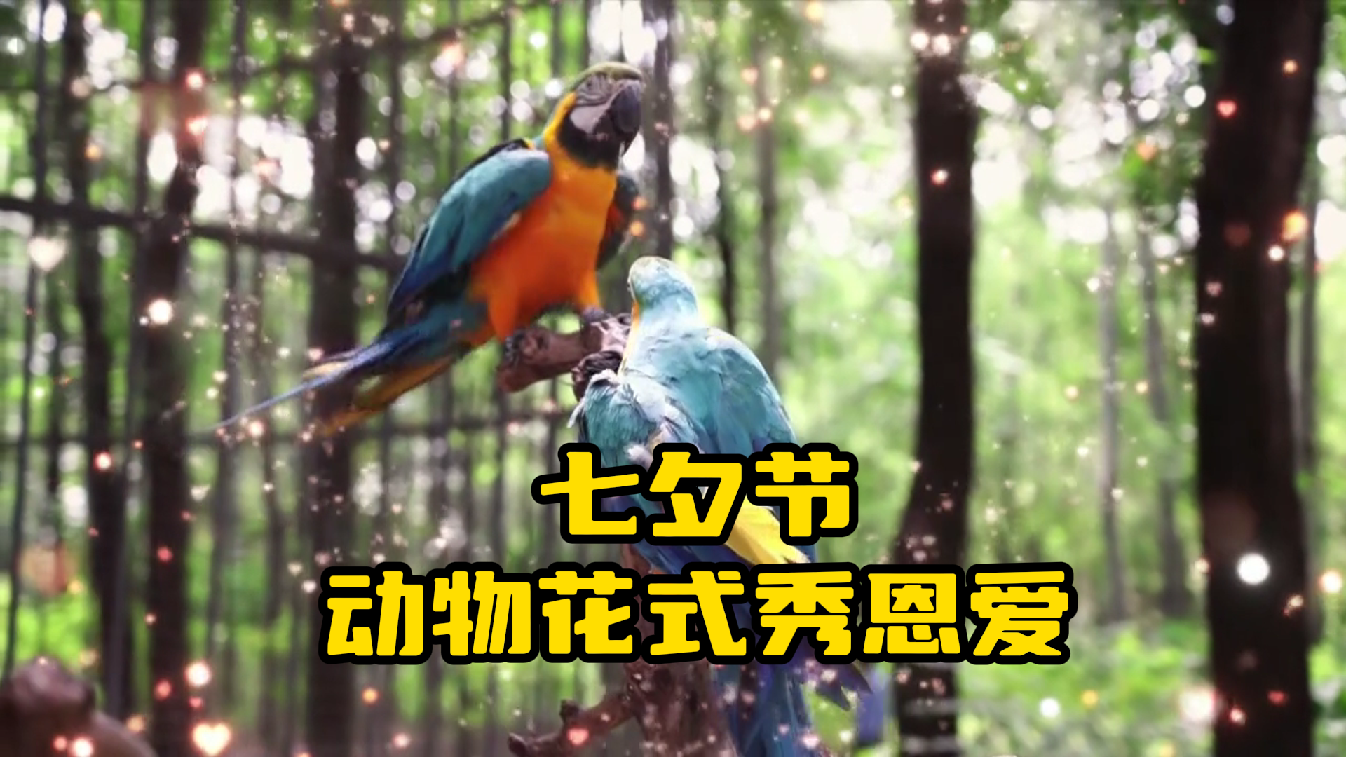 又到一年七夕时，动物园里的“显眼包”又在秀恩爱了