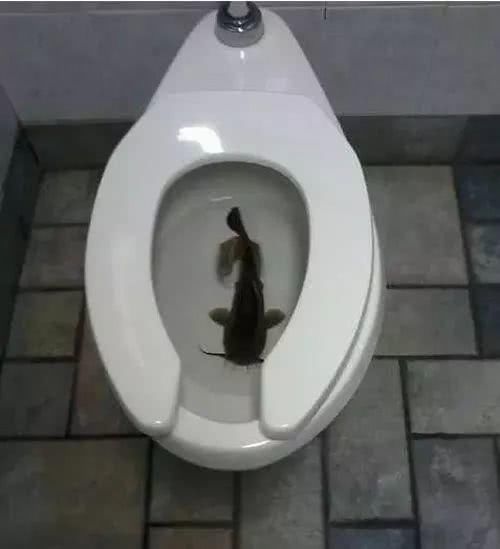 搞笑图:特斯拉:我们不一样,垃圾桶:有什么不一样