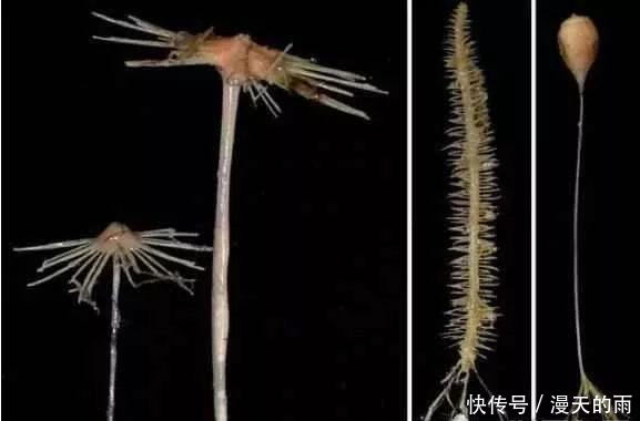 探索海底一万米有多恐怖, 拥有数不尽的怪异生