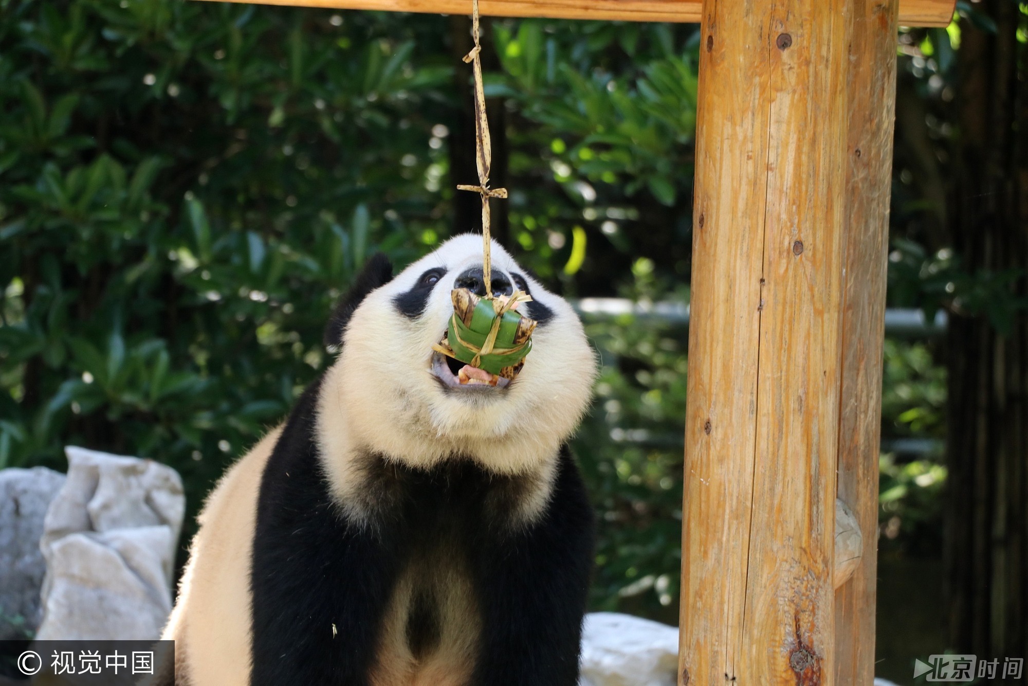 2017年5月26日, 我国传统节日端午节临近,当日,扬州茱萸湾动物园的饲养员用窝窝头、竹粉、苹果等食材为大熊猫、袋鼠等动物精心制作了特殊的粽子,让它们享受美食迎接端午。