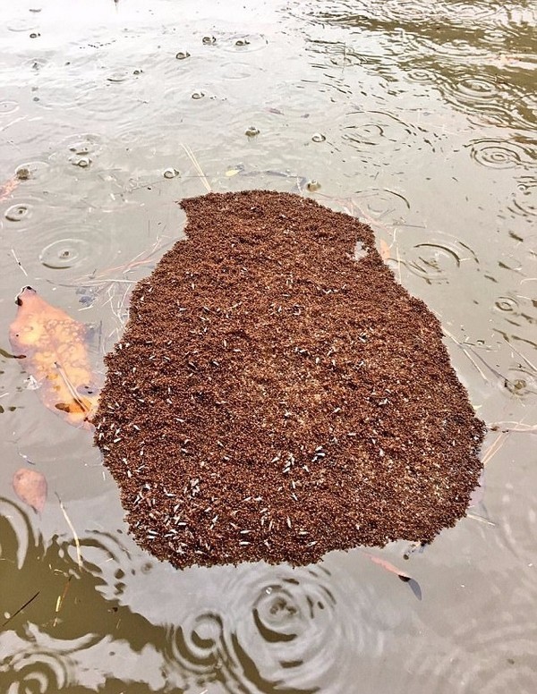 美休斯顿洪水后现大量有毒火蚁群 浮于水面似小岛