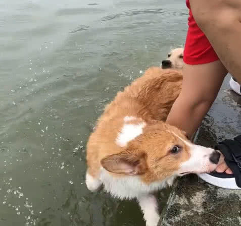 大夏天千万不要带柯基犬去游泳,不然像这样就
