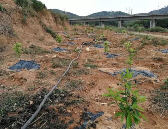 砂糖橘、沃柑成大都市采摘农业新宠,采摘价达
