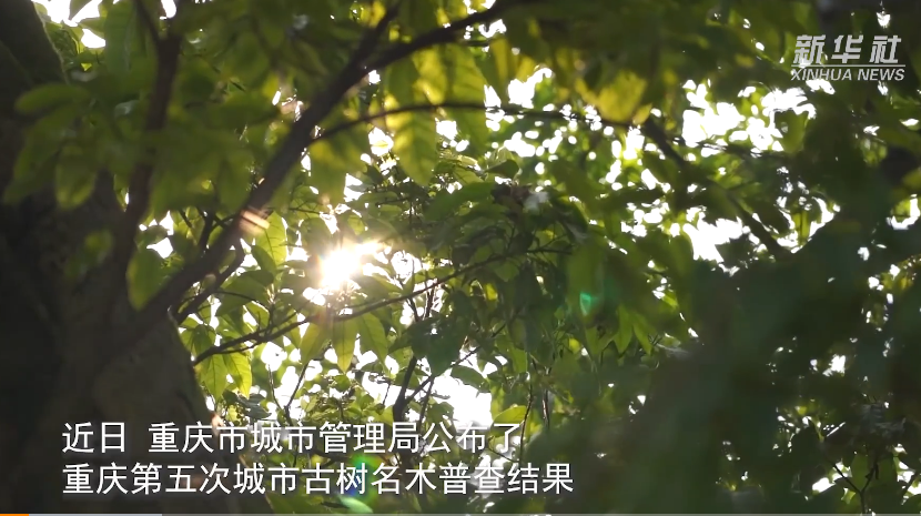 1000岁!重庆最老城市古树是它 1000岁!重庆最老城市古树是它