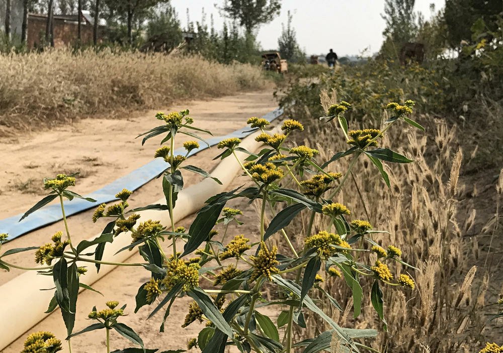 生态杀手通缉令黄顶菊图片