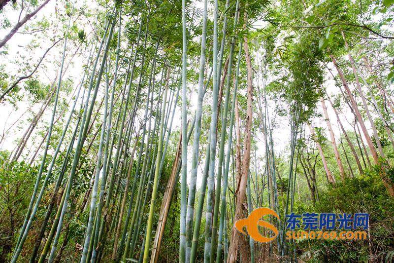 你知道吗?东莞有这样一片竹林,绵延600米藏身宝山深处